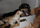 H-Wurf vom 19.01.2016 068 : H-Wurf vom 19.01.2016